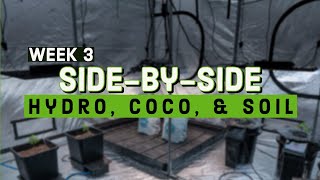 Week 3: Pro Mix HP vs AutoPots vs Hydrobuckets | Cronk Nutrients