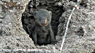 WildEarth - Sunset Safari - December 3, 2019 Part 2