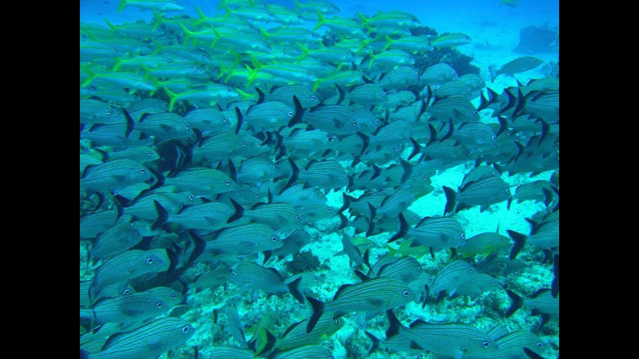 Snorkeling Tour to Little Corn Island YouTube