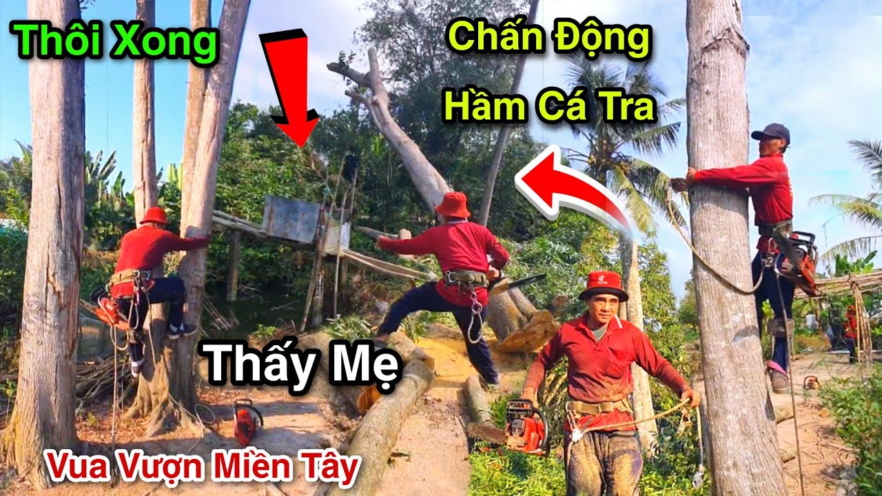 Mặt Đất Chấn Động Vua Vượn Cưa 6 Cây Tràm Cú Ngã Ầm Ầm Hầm Cá Tra
