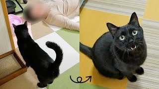夫の異変に気付き心配した猫が鳴いて知らせてくれました