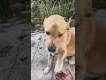 Silent Paw, Loud Presence 🐾 #doglove #naturevibes #silentvibes #streetdog #doggielife #shorts