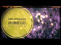 Cómo reproducir aromáticas por esquejes