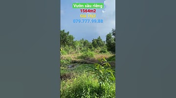Bán vườn sầu riêng 1564m2,giá 1,2tỷ xã Phú An,Cai Lậy,Tiền Giang#shorts #bds #mientay#nhadat #bds