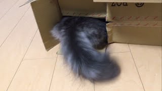 ご機嫌な猫 ノルウェージャンフォレストキャット