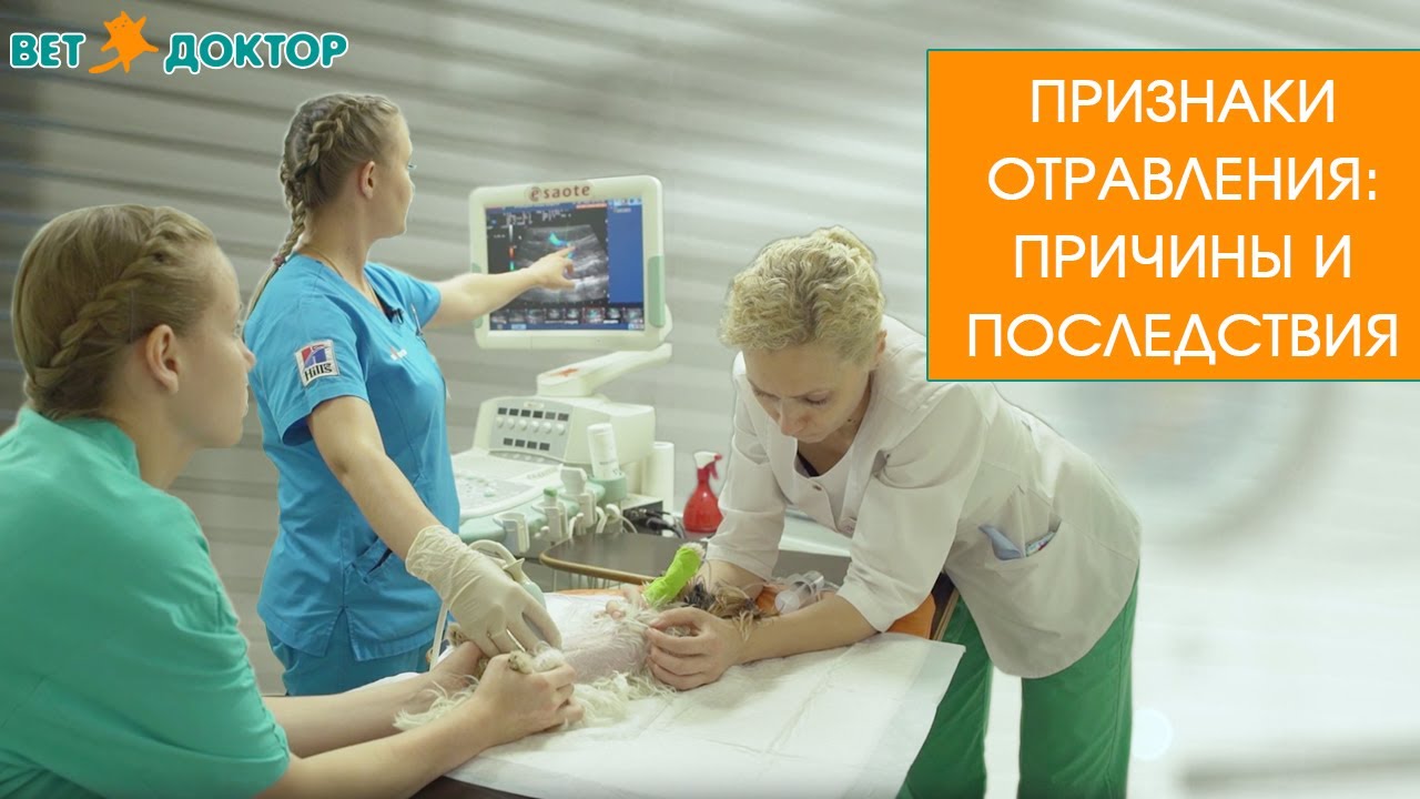 Симптомы отравления хлоркой у собак