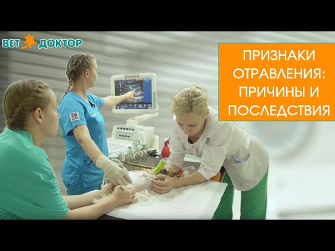 Видео: Десять главных советов при отравлении домашних животных и случайном проглатывании