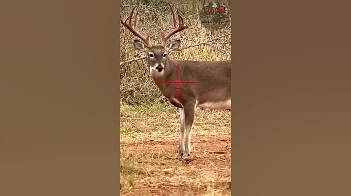 6.5 Creedmoor South Texas 12-Point#hunting #c #rancho #deerhunting#viral #shorts #texas #wow Farhan