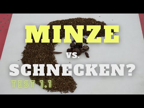 schneckenhilfe.de---minze-gegen-schnecken-im-garten.-kann-das-wirken?