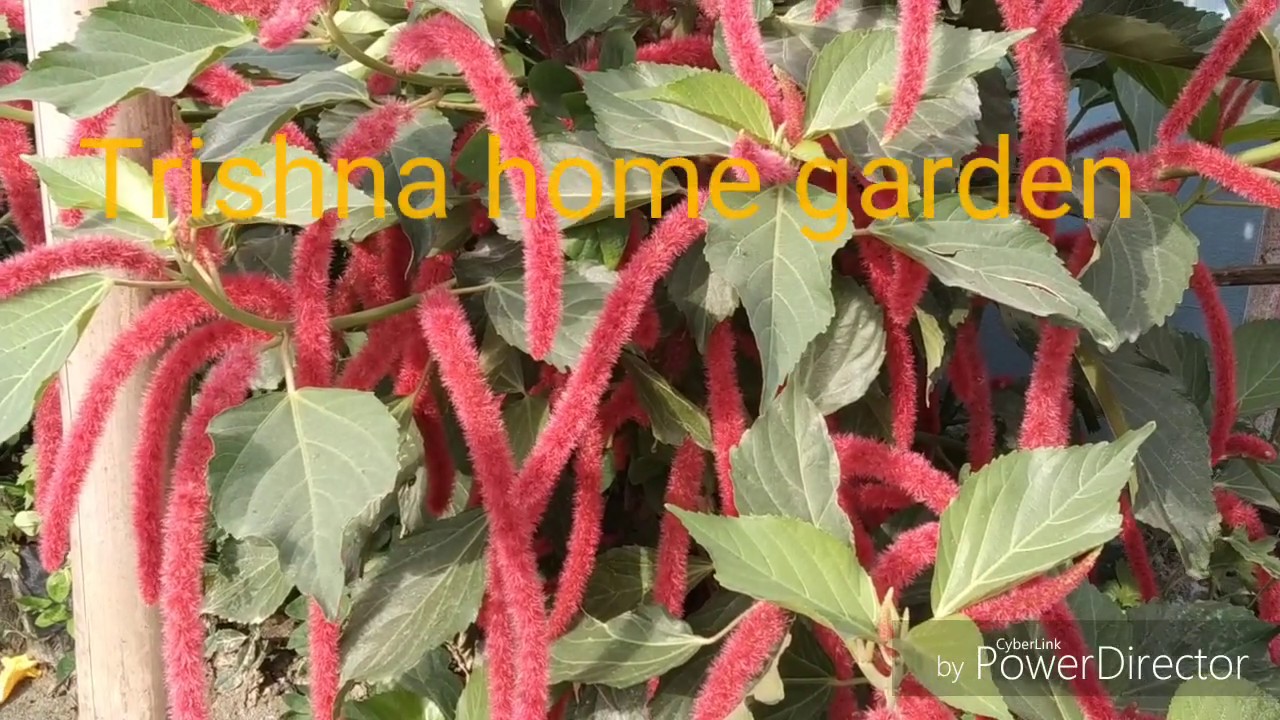 Acalypha hispida... chenille plant. YouTube