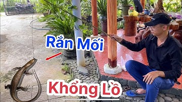 Đi câu rắn mối khổng lồ,hướng dẫn cách câu rắn mối đơn giản