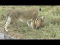 Female Lion Carrying Young Cubs Maasai Mara - Kenya