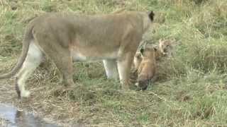 Female Lion Carrying Young Cubs Maasai Mara - Kenya