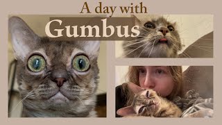 A Day With Gumbus My Cat Is So Weird