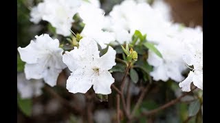 Encore Azalea® // Autumn Ivory™ and Autumn Lily™
