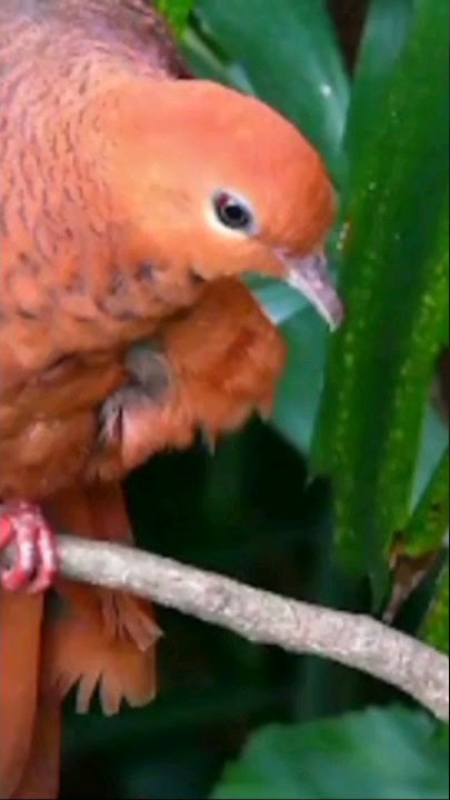 burung uncal merah #pikat  #shorts