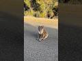 One of Australia’s most incredible islands- kangaroo island #kangarooisland #animalshorts #wildlife