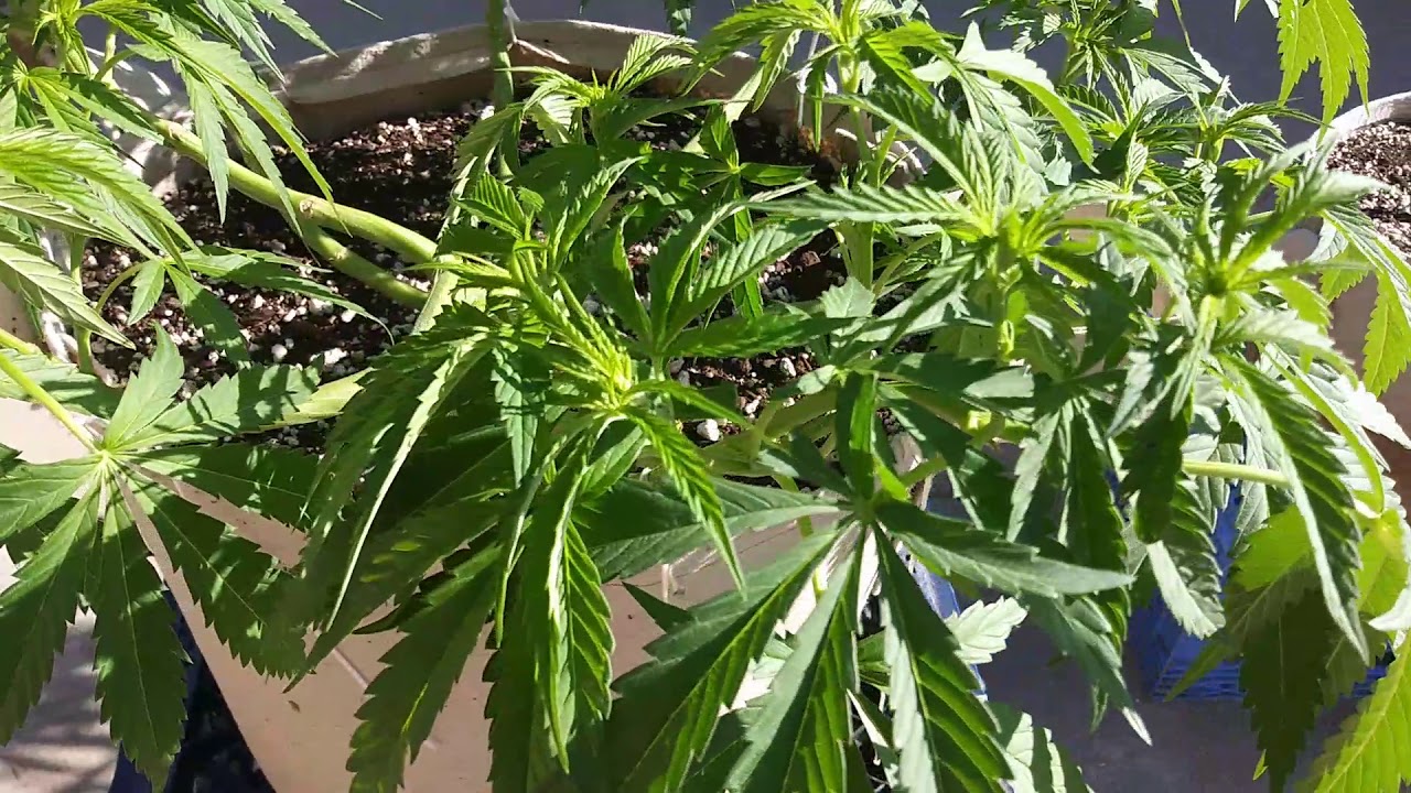 Lst vs topping outdoor