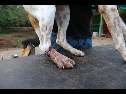 ვიდეო: მავთულხლართების ძაღლების მორთვა