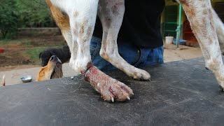 Dog rescued with wire cutting through his leg.