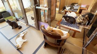 видео: 80 Кошек!? Внутри Самого Сказочного Отеля для Кошек в Японии!🐈 картинка: 80 Кошек!? Внутри Самого Сказочного Отеля для Кошек в Японии!🐈