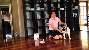 Basics on show stacking your dog