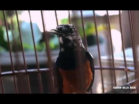 Murai Batu Medan BLOROK SUPER Mewah isiannya bikin heboh