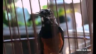 Download Lagu Murai Batu Medan BLOROK SUPER Mewah isiannya bikin heboh MP3