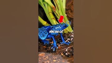 ĐỪNG CHẠM VÀO ẾCH PHI TIÊU ĐỘC |😨 (CÓ THỂ BẠN KHÔNG BIẾT) #dongvat