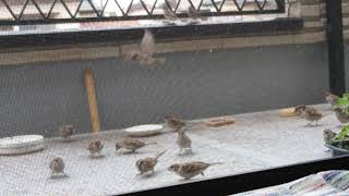 ①四角い皿「梅エキス」☀️をなめる雀。概要欄ご覧ください(^^)