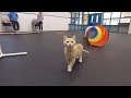 Pet Dish TV - Cat agility training Pet Dish TV - Cat agility training