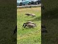 Geese in the park #geese #nature #relaxing #cuteanimals