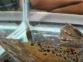 Pipa Pipa Surinam Toad Babies Emerging
