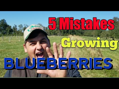 Video: Blueberry: 5 Alasan Untuk Tumbuh