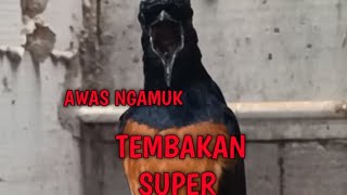 Download Lagu VIRAL!!! MURAI BATU EMOSI 1 NAFAS 2 LAGU MP3