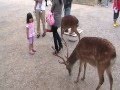 Япония, Нара. Ручные олени.