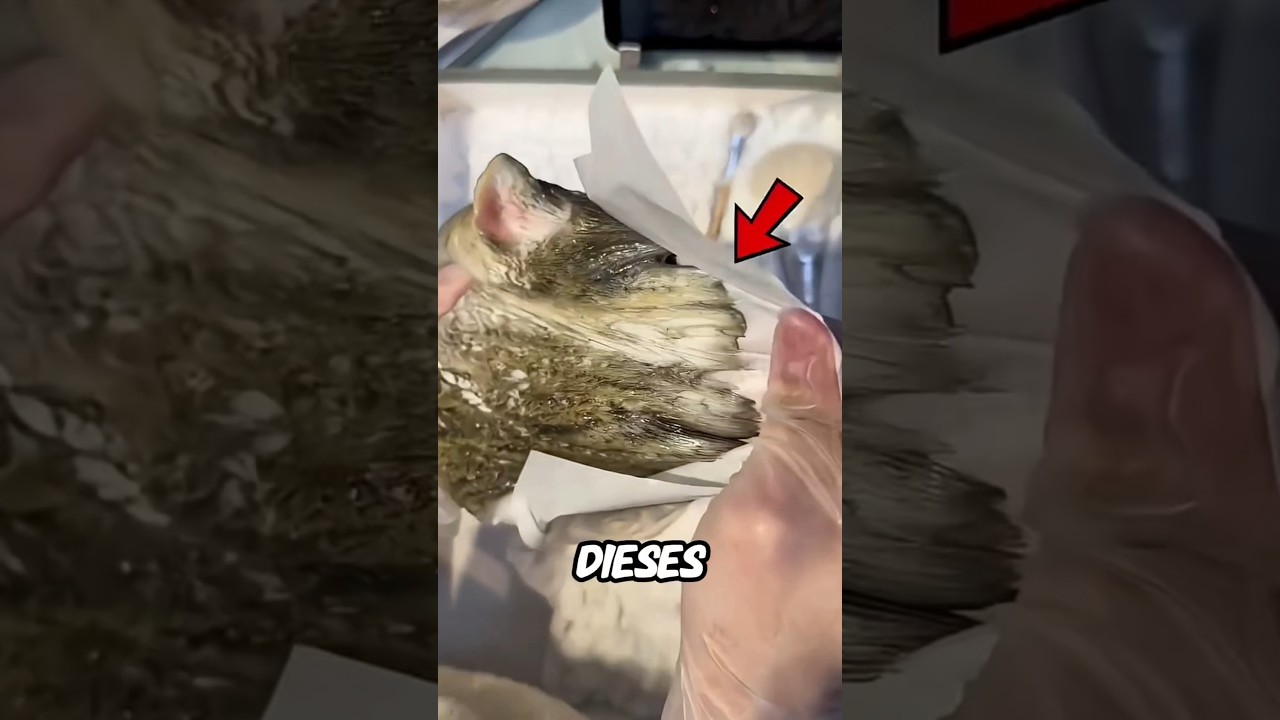 Dieses chinesische Katzenspielzeug ist so klebrig dass man Handschuhe braucht 😱