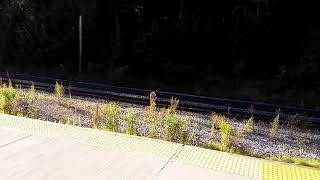MBTA commuter rail arriving at Wachusett