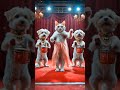 @riverthesweetcattledog @cat music dance@ sweet cat@