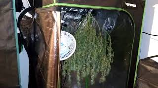 Week 8 of Flower, Early chop and smaller harvest due to unexpected (4 day) power outage