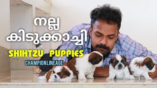 We Blessed With Four Cute Shihtzu Puppies Thanks To Almighty Pethomeie The Home Of Happiness