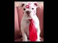 POV: You're a Pitbull heartbreaker💋❤️#pitbullpuppy#valentinesday2026#calmdownladies#puppykisses