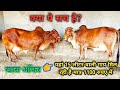 1100 रुपए में मिल रही है 15 लीटर दूध वाली साहीवाल गाय। जानिए कैसे? Sahiwal cow in Only 1100.C How?