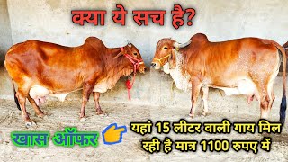 1100 रुपए में मिल रही है 15 लीटर दूध वाली साहीवाल गाय। जानिए कैसे? Sahiwal cow in Only 1100.C How?