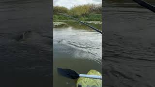Щучка 😍 #music #dj #electronicmusic #housemusic #youtubeрыбалка #рыбалка # #атбасар #fishing