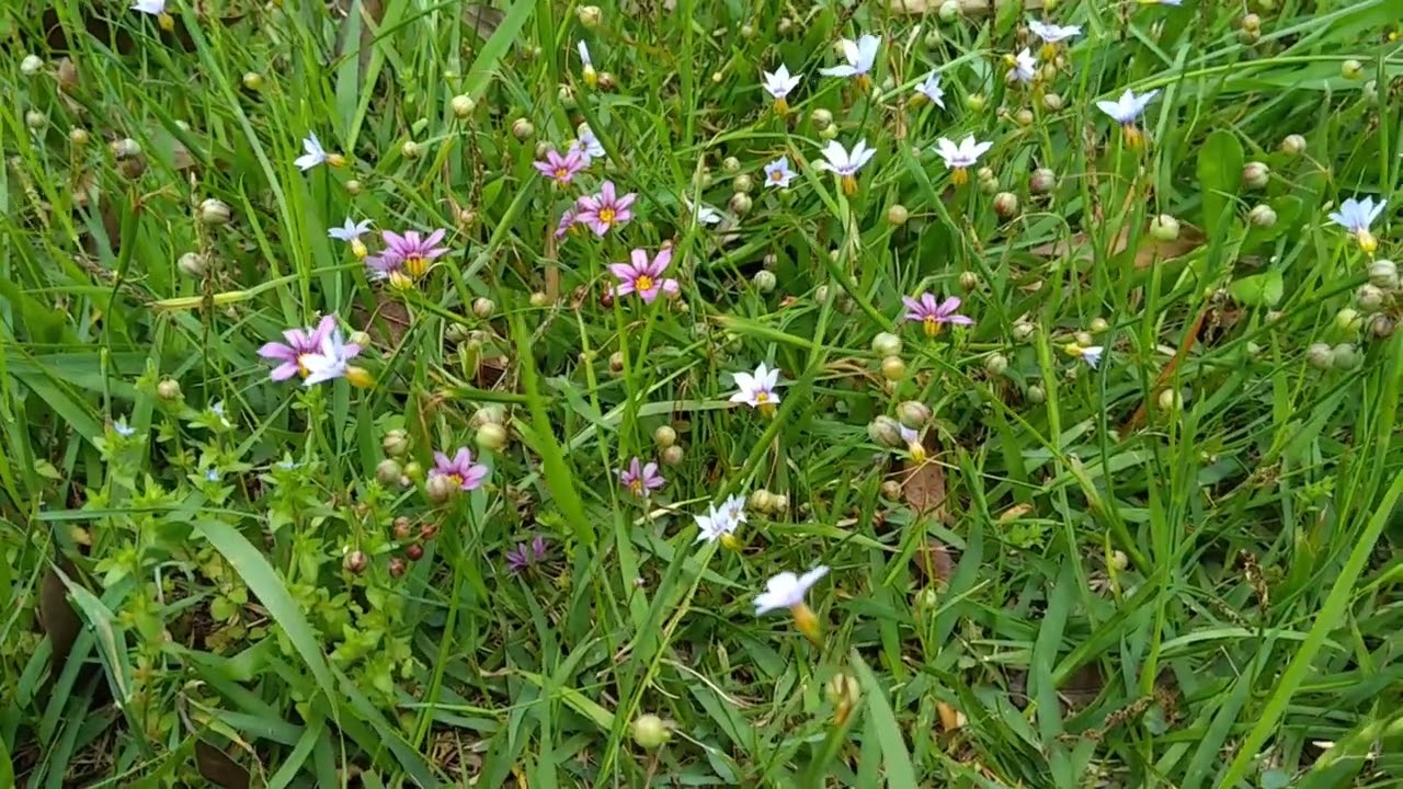 09 1 道端の草花 ニワゼキショウ 庭石菖 家の周り Roadside Flowers Sisyrinchium Rosulatum Around The My House 2522 Youtube