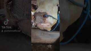 Amunisi Sapi Dikandang Sumiland Farm