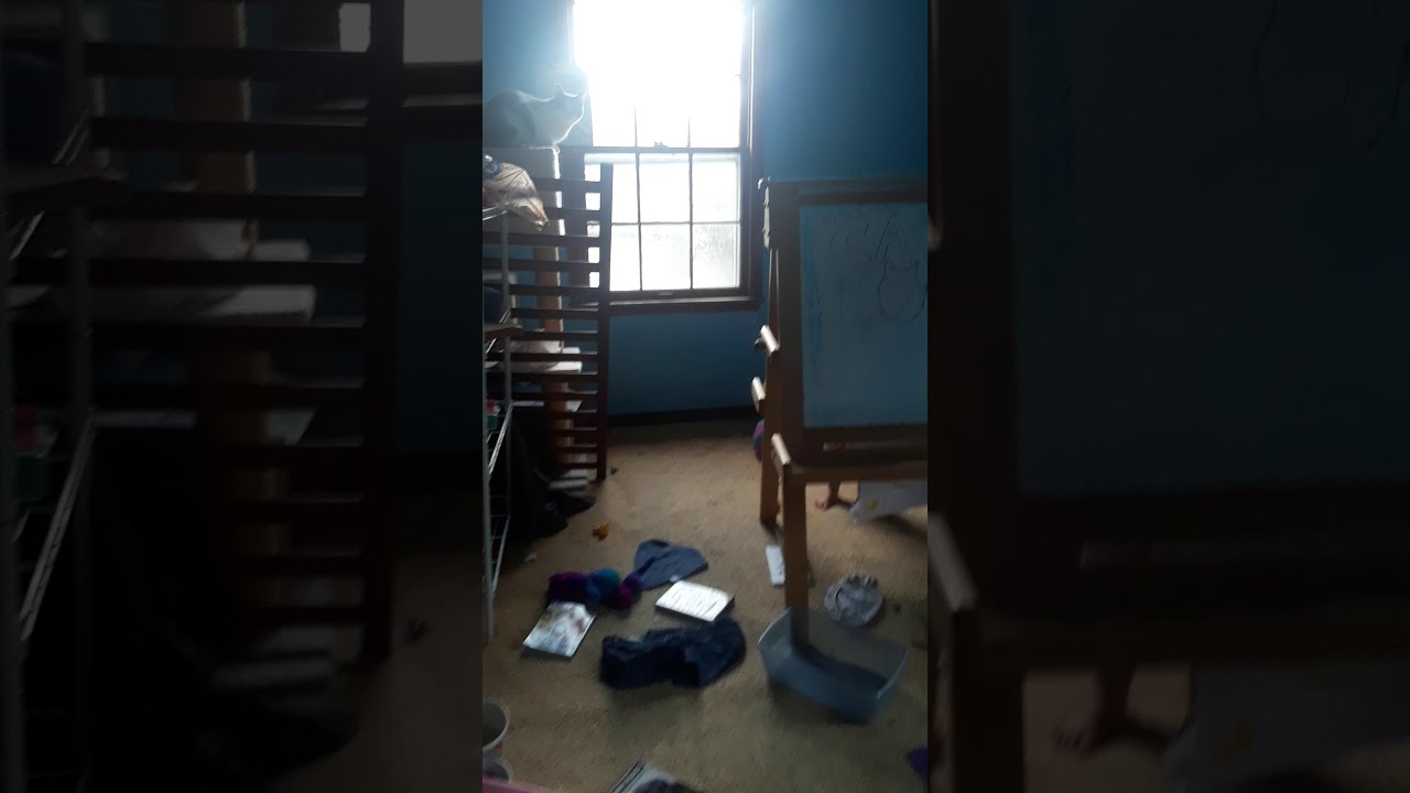 camera iphone 8 plus apk I think an animal broke in....