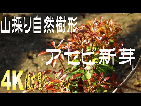 趣深く。。山採りアセビ。 趣深く。。山採りアセビ。
