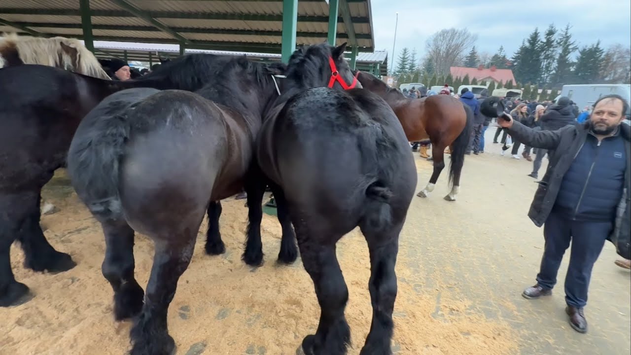 Târg expozițional de cai Skaryszew - Polonia 23 Februarie 2026 ep.3